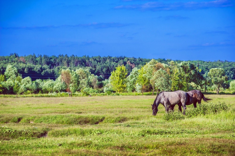 NEW SLABODA, GORYUNI