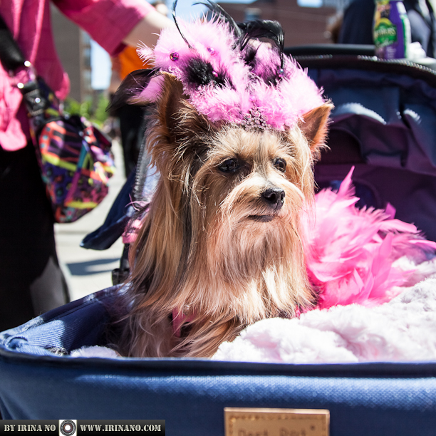 Reportage - Woofstock 2013. Toronto