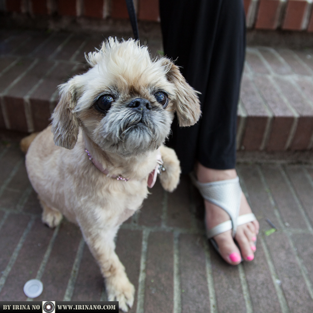 Reportage - Woofstock 2013. Toronto