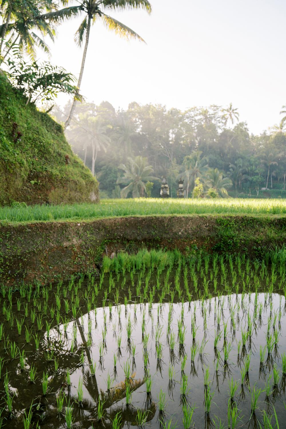 Vow renewal on Bali, Ubud