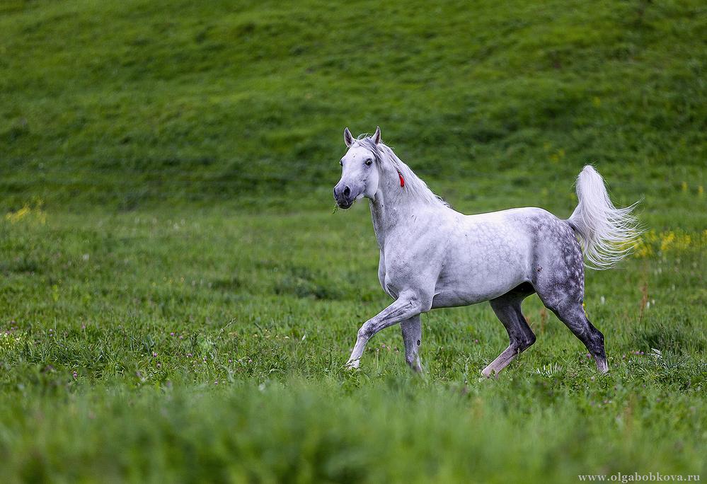 Лошади. Карачаево-Черкессия