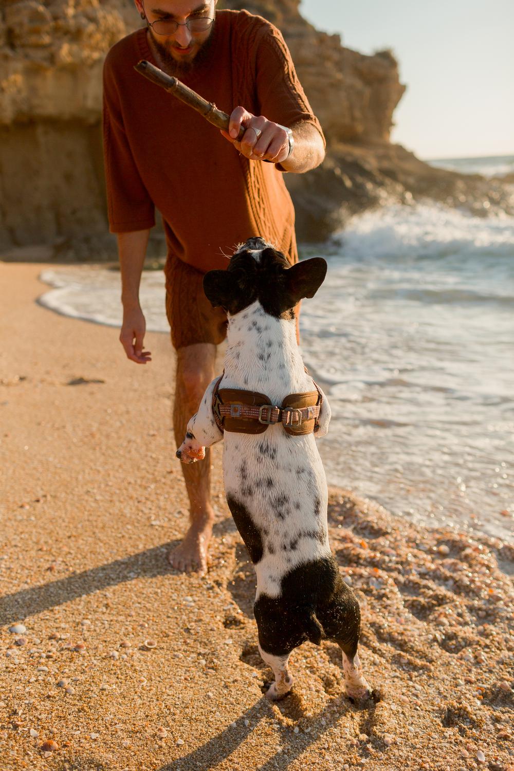 Mermaid, Prince, Dog