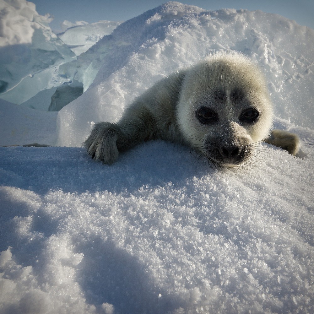 Baikal seal