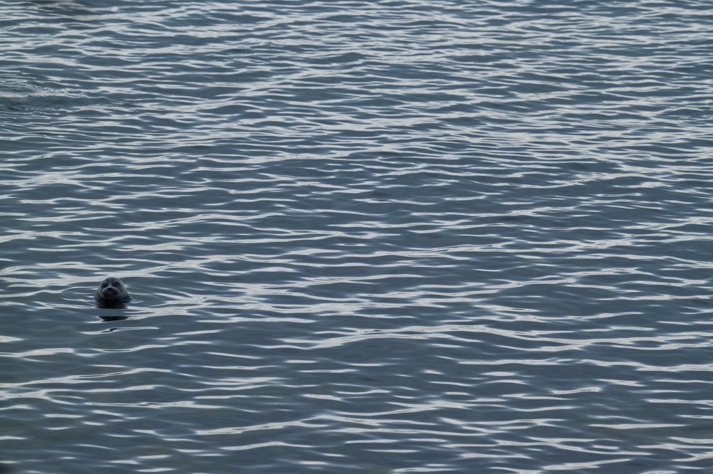 Baikal seal