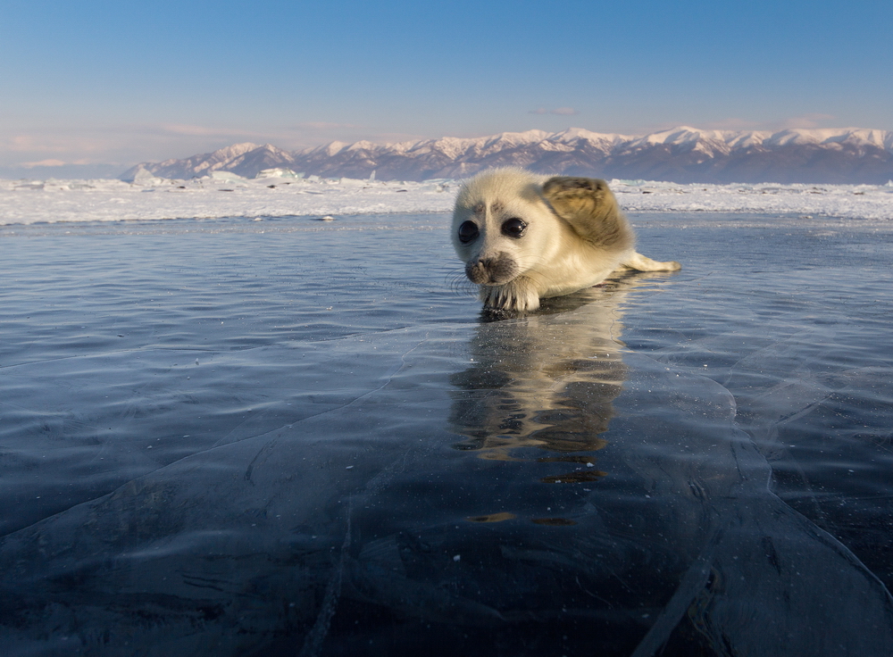 Baikal stories