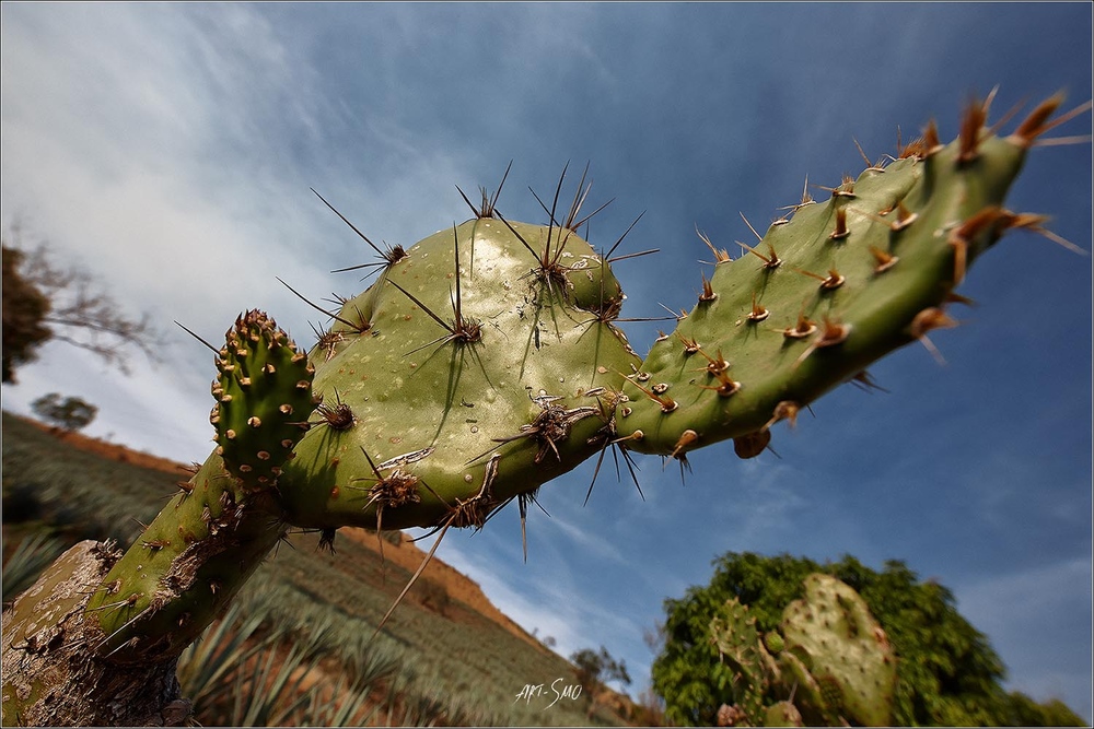 MEXICO