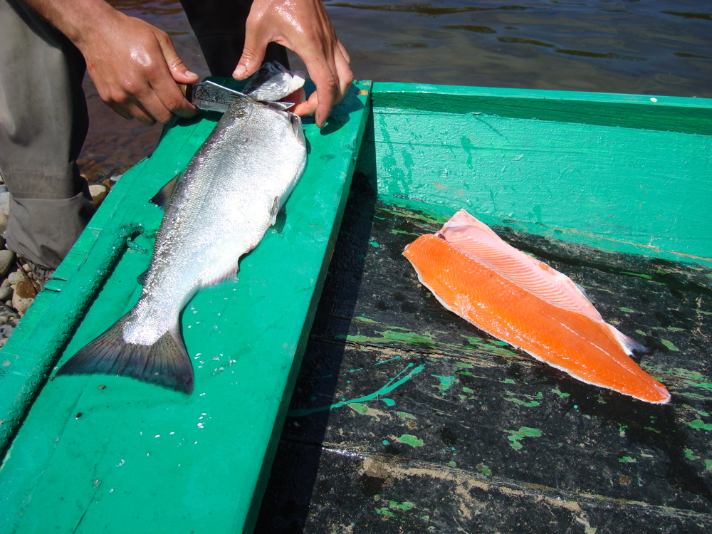 Открытие сезона на ловле красной рыбы (Сима)