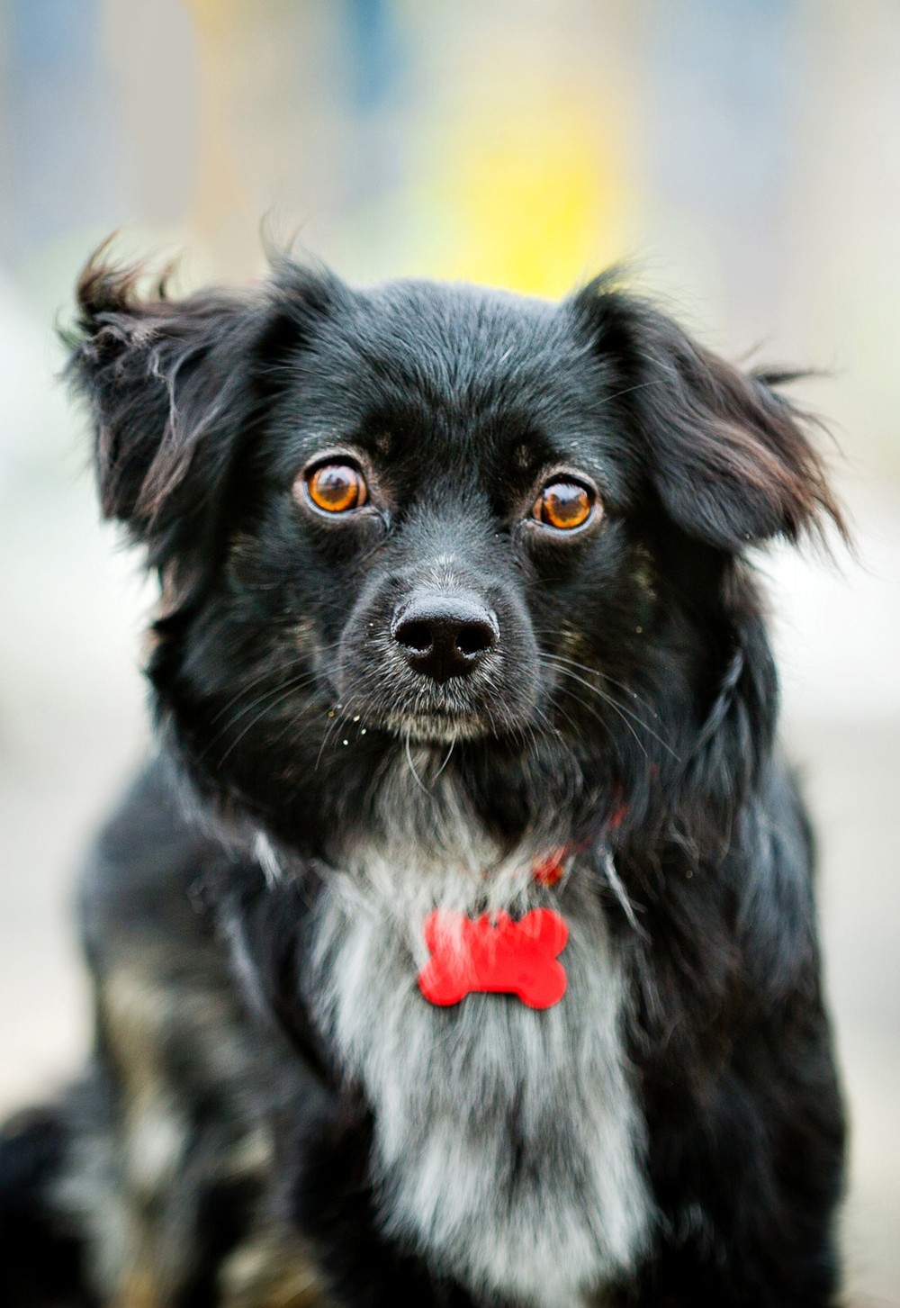 Максик пес. Порода черный Максик и принесшая собака. Dog ангел собака Тимоша. Дог ангел взять собаку