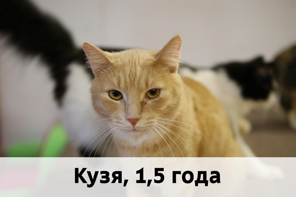 Коты участники САНКТ-ПЕТЕРБУРГ