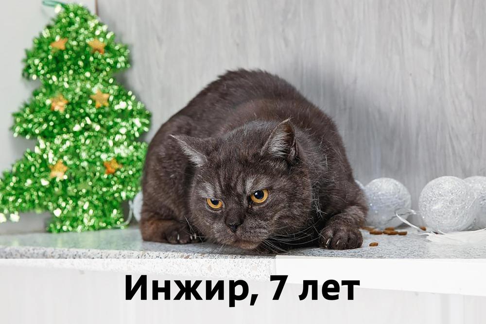 Коты участники САНКТ-ПЕТЕРБУРГ