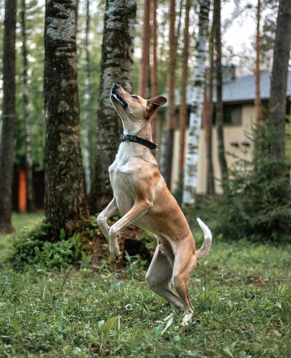 Джек