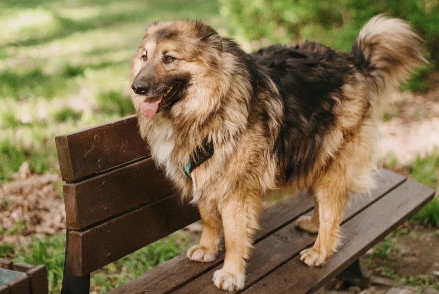 Оскар