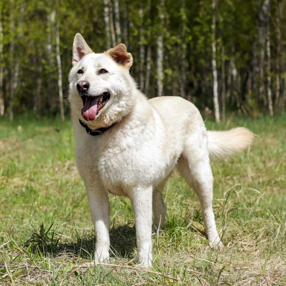 Белка
