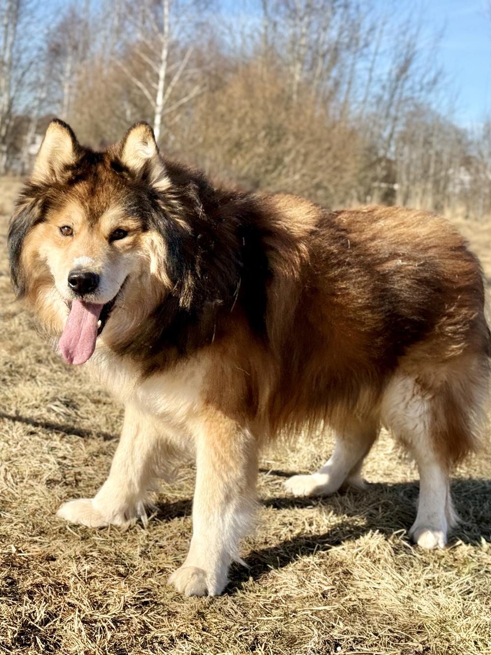 Локи
