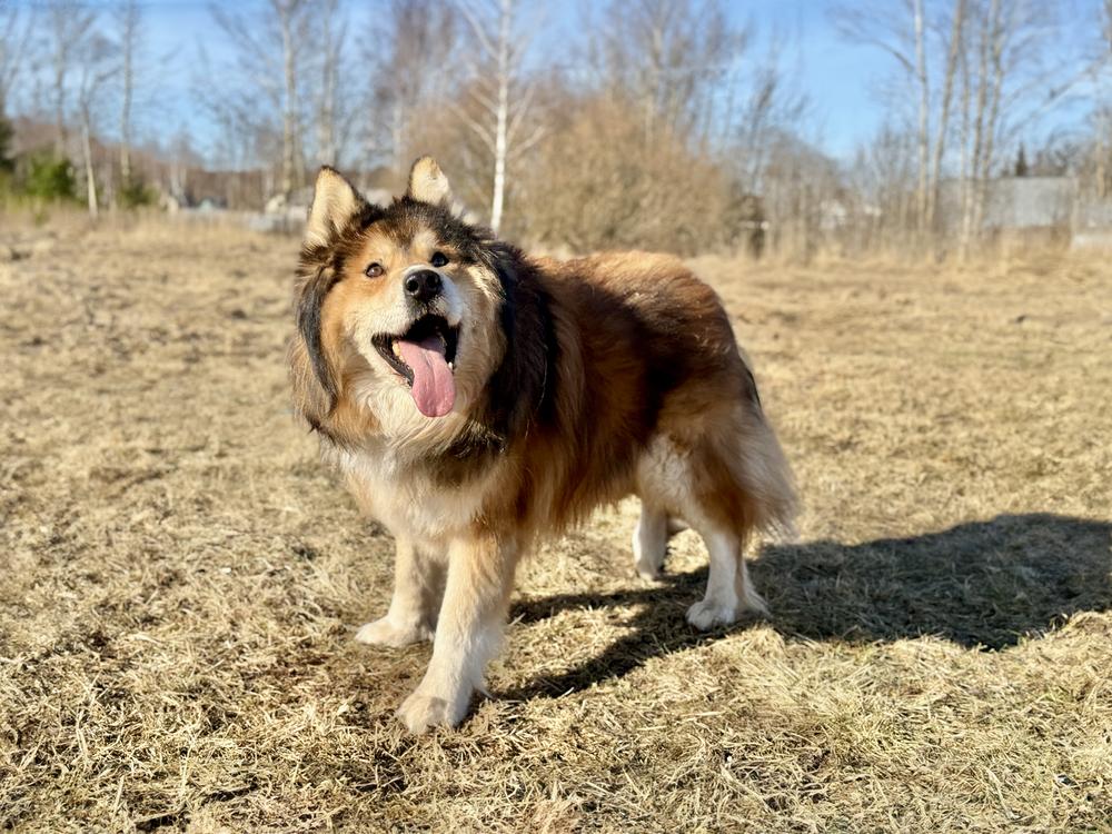 Локи