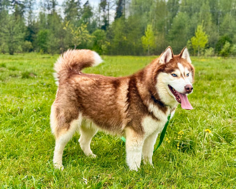 Персей