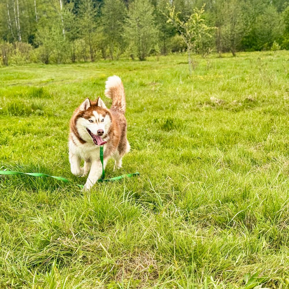 Персей