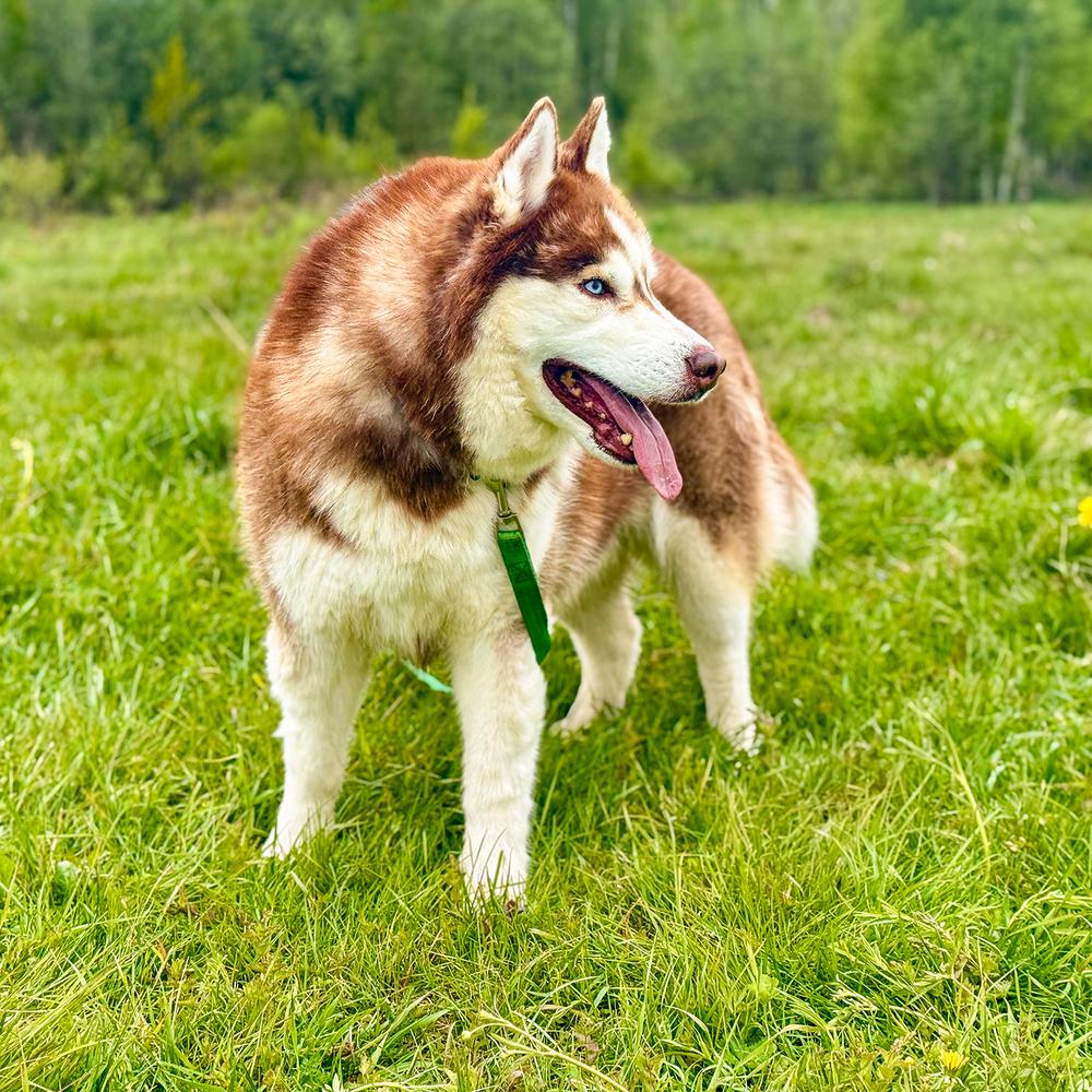 Персей