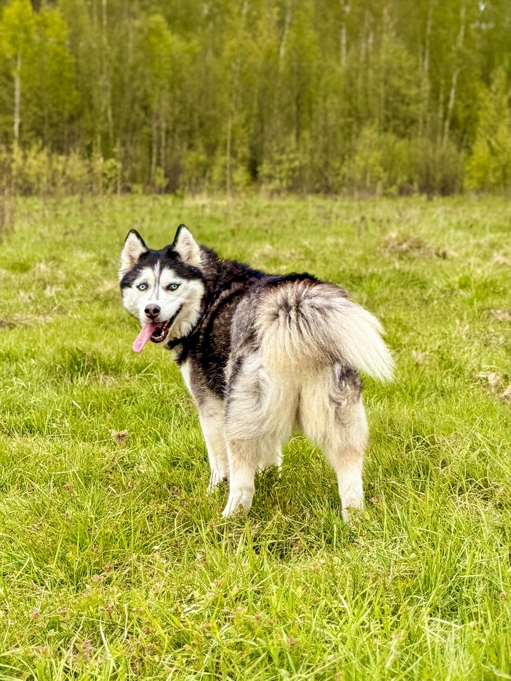 Алексия