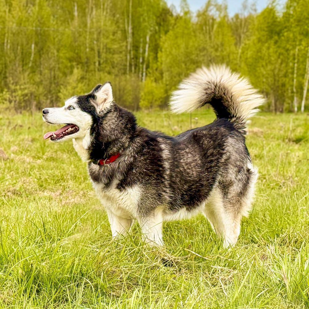 Алексия