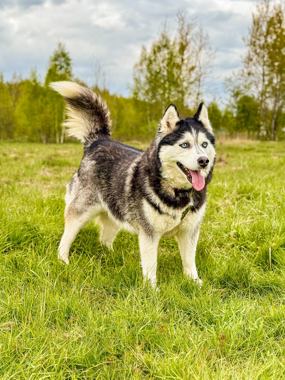 Алексия