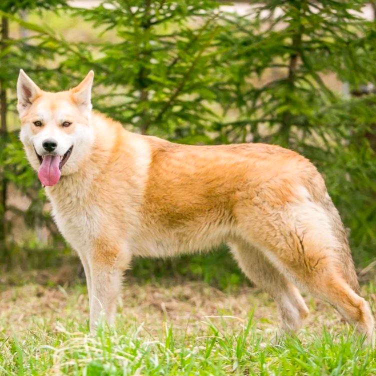 Алекс