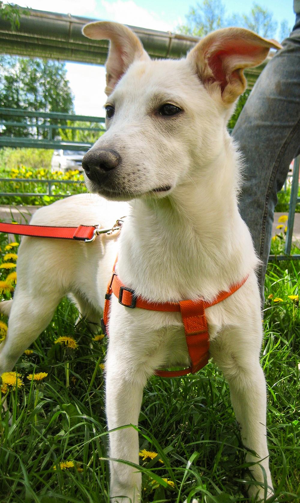 Каспер