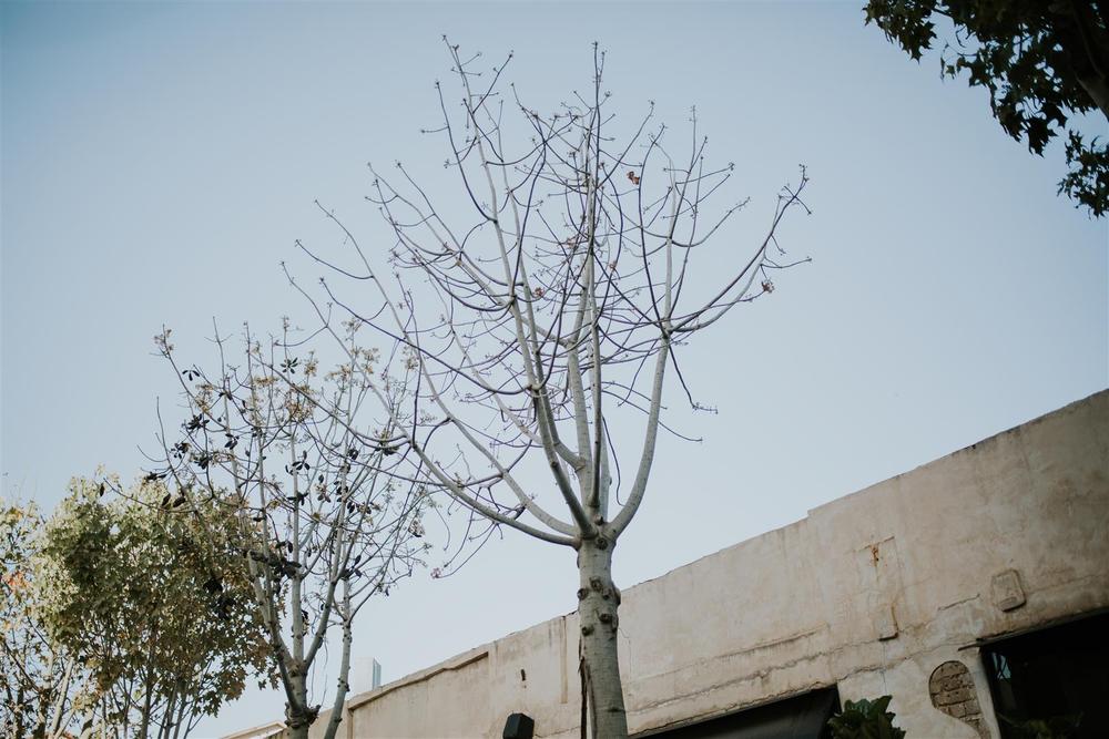 SAPIR + YANIV